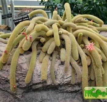 Cleistocactus