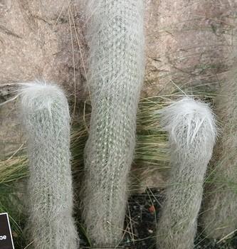 Cephalocereus