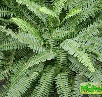 Nephrolepis