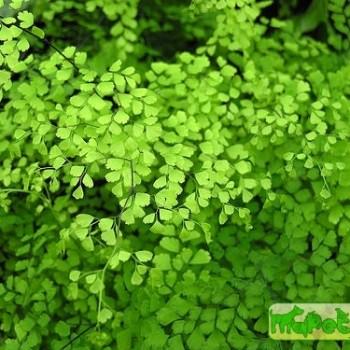 Adiantum
