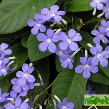 Streptocarpus