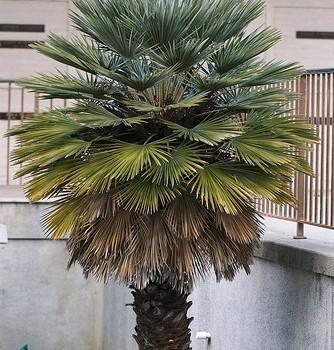 Chamaerops
