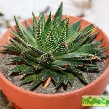 Haworthia Duval.
