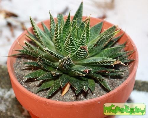 Haworthia Duval.