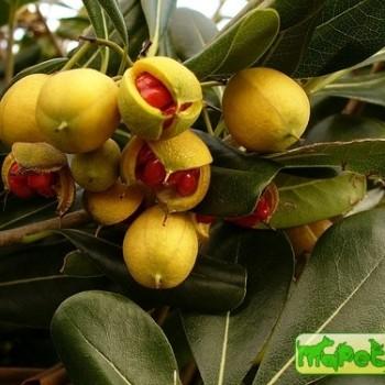 Pittosporum Soland.