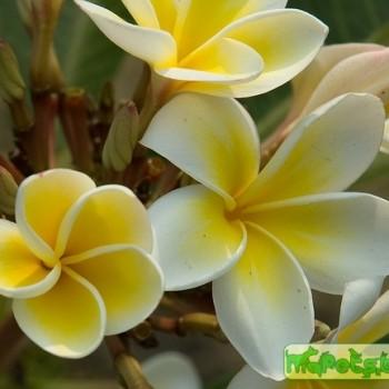 Plumeria