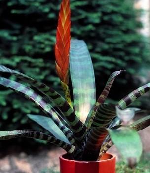 Vriesia splendens
