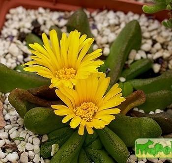 Glottiphyllum