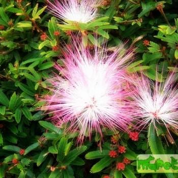 Calliandra
