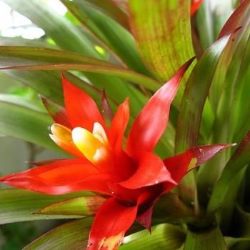 Guzmania