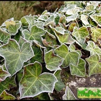 Hedera