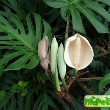Monstera