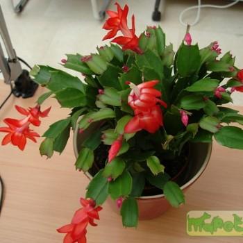 Zygocactus truncatus