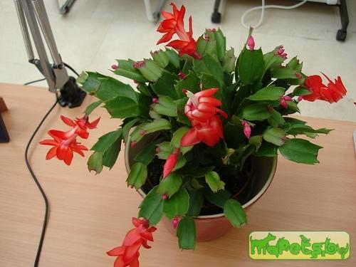 Zygocactus truncatus