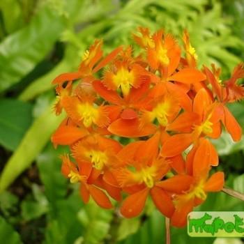 Epidendrum