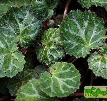 Saxifraga