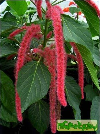Acalypha