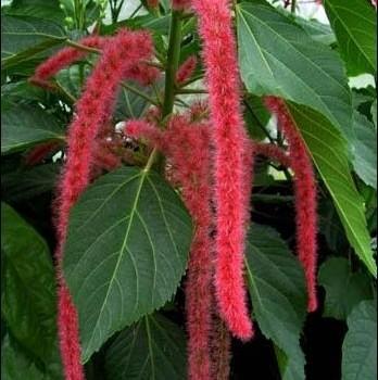 Acalypha