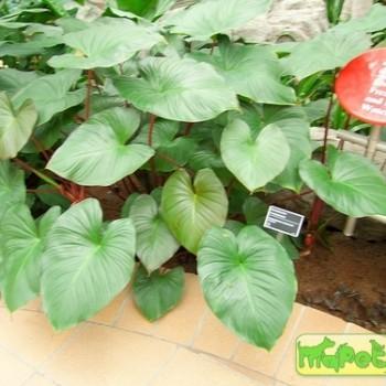 Homalomena