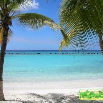 Cocos