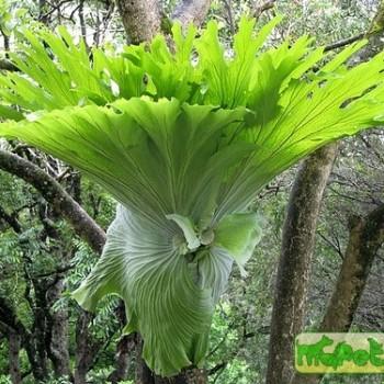 Platycerium