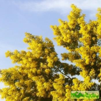 Acacia