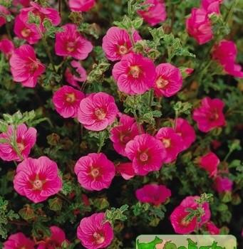 Anisodontea halvastrum