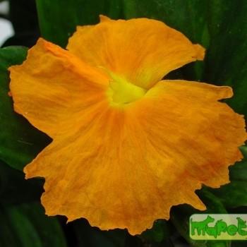 Costus igneus