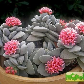 Crassula