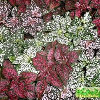 Hypoestes