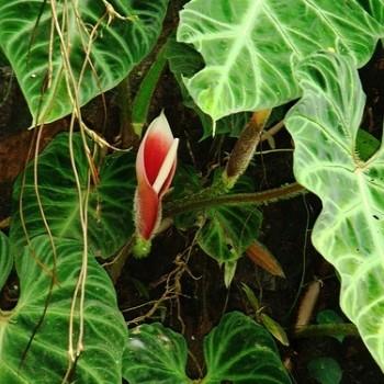 Philodendron