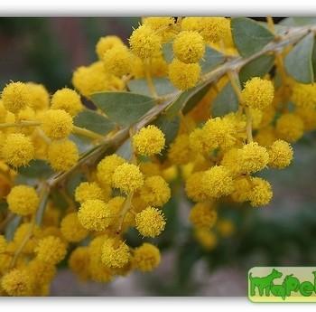 Mimosa