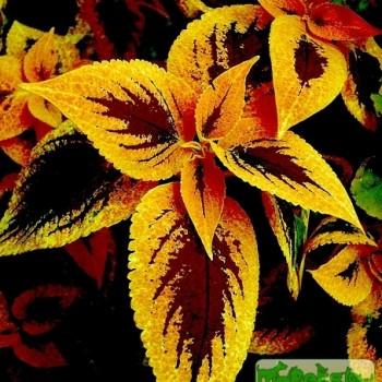 Coleus Lour.