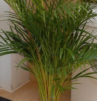 Chrysalidocarpus