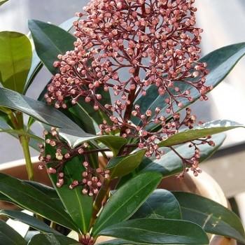 Skimmia