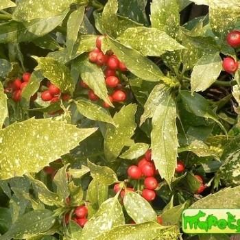 Aucuba japonica ‘Variegata’