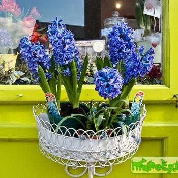 Hyacinthus