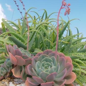 Echeveria