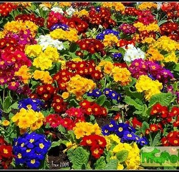 Primula L.