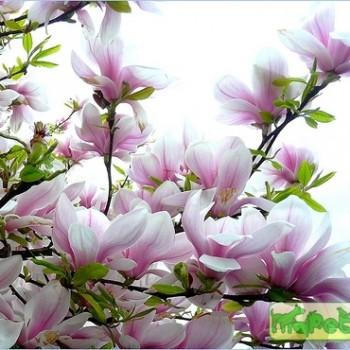 Magnolia