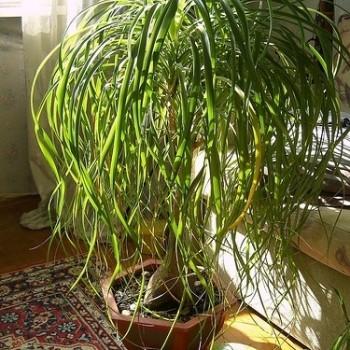 Beaucarnea