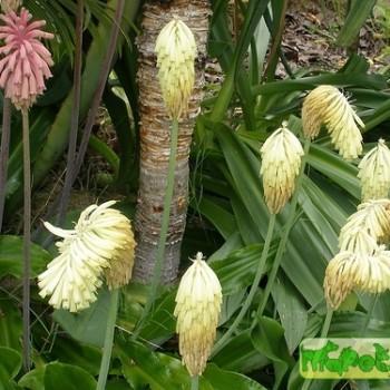 Veltheimia