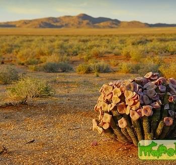Hoodia