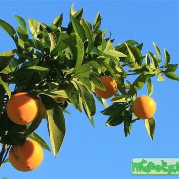 Citrus