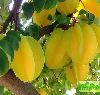 Averrtloa carambola