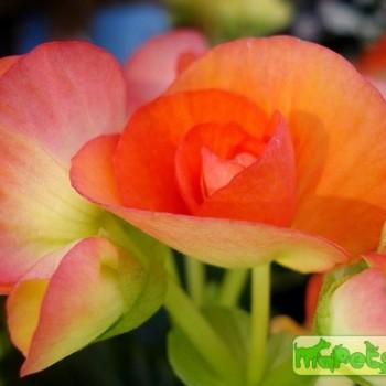 Begonia