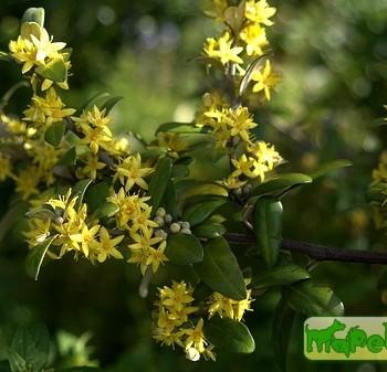 Corokia
