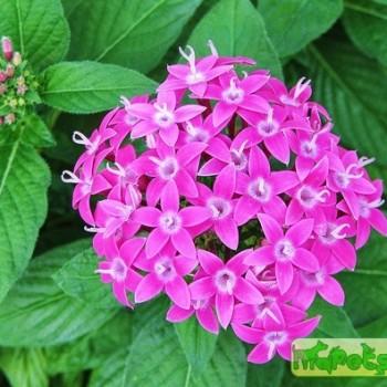 Pentas