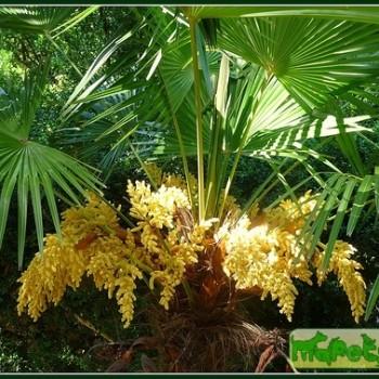 Trachycarpus fortunei