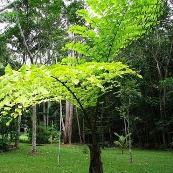 Caryota
